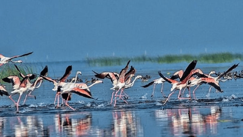 Flamingo Chilika Lake